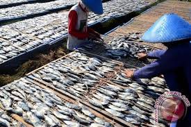 tempat pengolahan ikan di cot murong